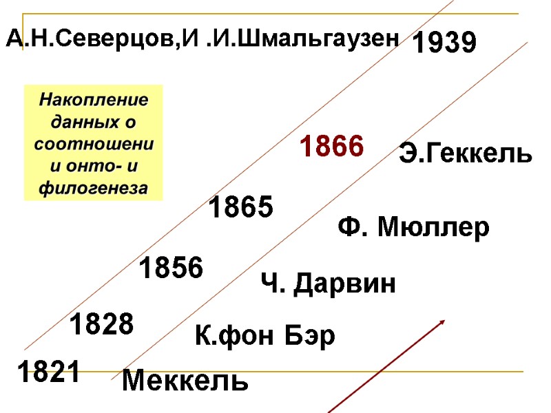 1821 1828 1856 1865 1866 1939 Меккель К.фон Бэр Ч. Дарвин Ф. Мюллер 1821 1828 1856 1865 1866 1939 Меккель К.фон Бэр Ч. Дарвин Ф. Мюллер